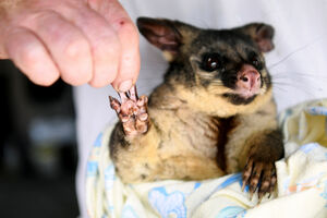 Animais feridos em incêndios na Austrália