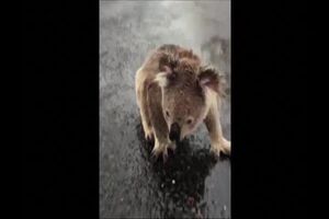 Untitled Project ‐ Made with Clipchamp.mp4