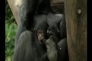 Untitled Project ‐ Made with Clipchamp (1).mp4