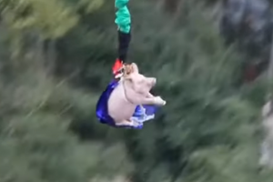 Parque temático chinês obrigou porco a fazer bungee jump