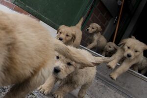 cães
