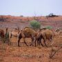 Mais de 10 mil camelos vão ser mortos na Austrália porque bebem muita água