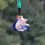 'Tortura': parque temático obriga porco a fazer bungee jumping 