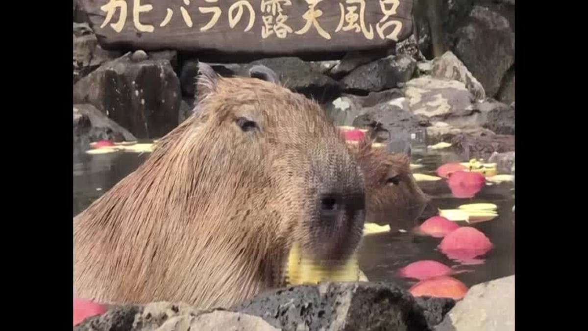 O Dia do Ofurô das Capivaras no Japão - Cultura Japonesa