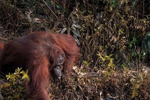 Gesto de orangotango que estende a mão para ajudar trabalhador comove o Mundo. Veja as imagens