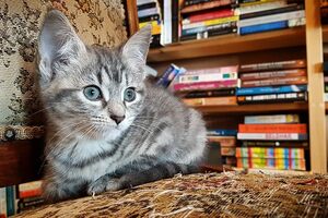 gatos biblioteca canada1