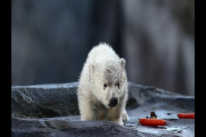 Untitled Project ‐ Made with Clipchamp (4).mp4