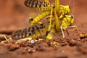 2020-02-19T141919Z_1_LWD0017LRXQO7_RTRWNEV_C_3201-KENYA-LOCUSTS (1).MP4