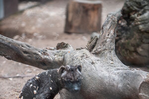 Hiena bebé - Zoo Santo Inácio