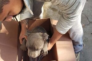 cão abandonado espanha