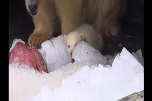 urso polar fim.mp4