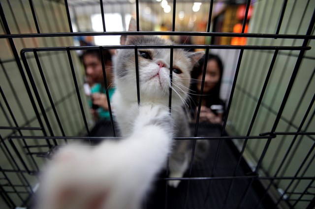 França restringe comércio de cães e gatos na Internet e proíbem a venda em lojas