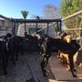 GNR revela imagens dos cães subnutridos do cavaleiro João Moura