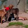 Galgos retirados a João Moura têm anemia e febre da carraça