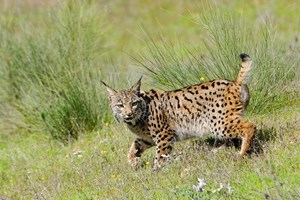 Nasceram as primeiras duas crias de lince-ibérico de 2020