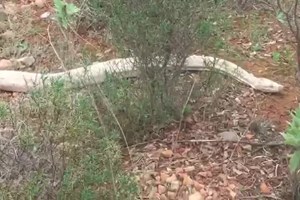 Vídeo mostra cobra pitão de 4 metros capturada na serra algarvia