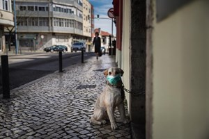 Animais de companhia deixam de estar sob a tutela da DGAV