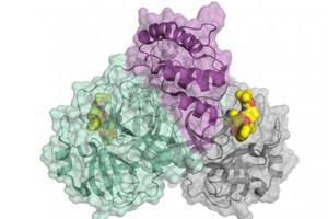 Identificada proteína que permite criar substâncias contra o coronavírus