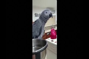 Untitled Project ‐ Made with Clipchamp.mp4