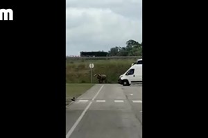 Touro invade parque de estacionamento do centro comercial Alegro Montijo