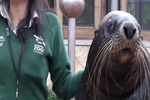 Zoo na Austrália treina os animais para o regresso depois da pandemia