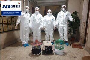 PSP gato pássaros corona