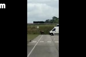 CofinaEditor_2020-04-14_12_12_29Touro1 (1).mp4