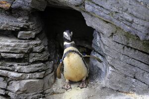 Pinguins