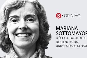 Os números da pandemia no Norte de Portugal e na Europa – uma reflexão