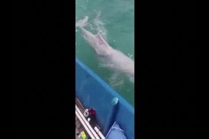 golfinhos_editado.mp4