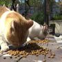 Os gatos de Istambul podem morrer à fome por causa da Covid-19