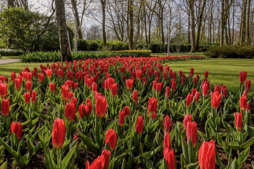 tulipas em Keukenhof