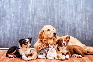Pensa em adotar um animal? Leia estes conselhos
