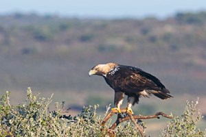 Águia-imperial-ibérica poderá estar de regresso ao território transmontano