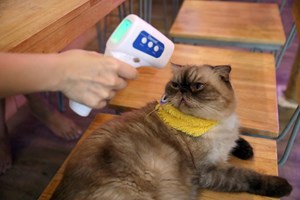 Veterinários britânicos alertam possível ligação de nova variante e doenças de cães e gatos