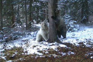 Um urso pardo branco foi avistado no Canadá