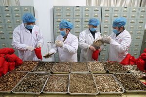 Medicina Tradicional Chinesa