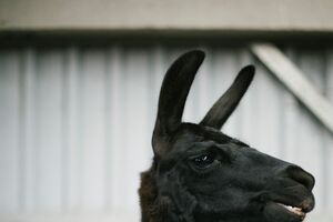 lama winter