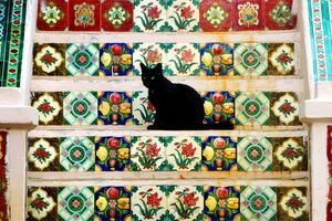 Gato