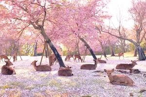 CofinaEditor_2020-05-15_12_00_58aXhiqVmC9G7yP.mp4