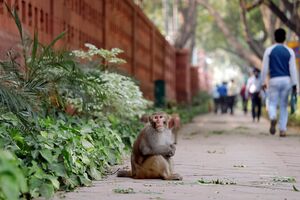 Macaco Índia