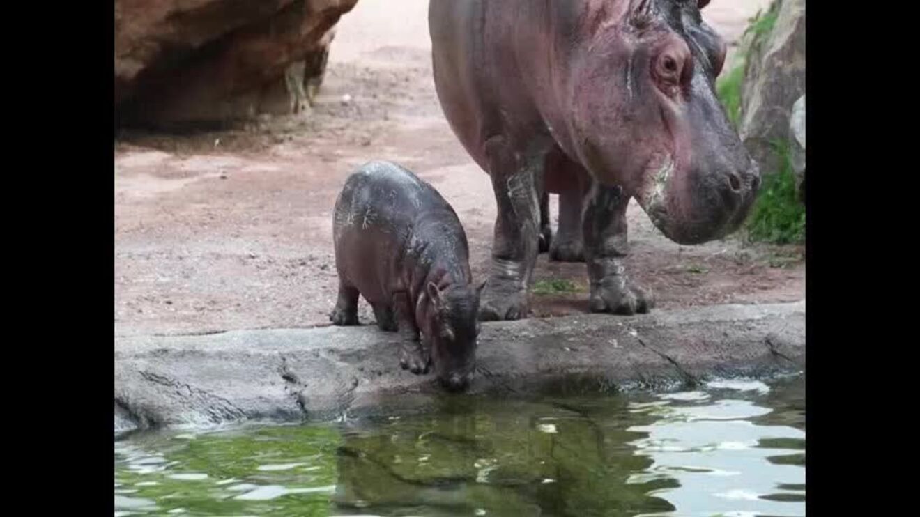 Gloria, a bebé hipopótamo que nasceu num jardim zoológico em França
