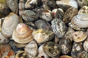 Moluscos são os animais marinhos mais contaminados por microplásticos