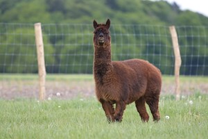 Anticorpos de alpacas podem ser a solução para a imunidade contra o coronavírus, garante estudo