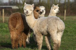alpacas