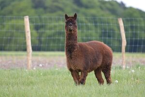 Alpaca Tyson