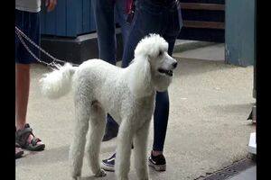 Untitled Project ‐ Made with Clipchamp (1).mp4