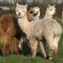 Podem as alpacas ajudar a travar a Covid-19?