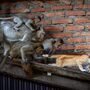 Em Lopburi, as pessoas vivem em jaulas e os macacos tomaram conta das ruas