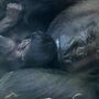 Nasceu uma cria de gorila no Jardim Zoológico de Antuérpia